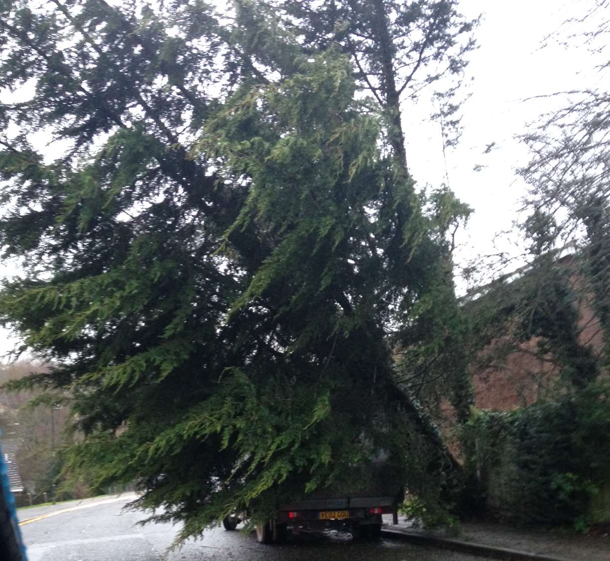 A tree has almost come down in Ploughmans Way in Rainham