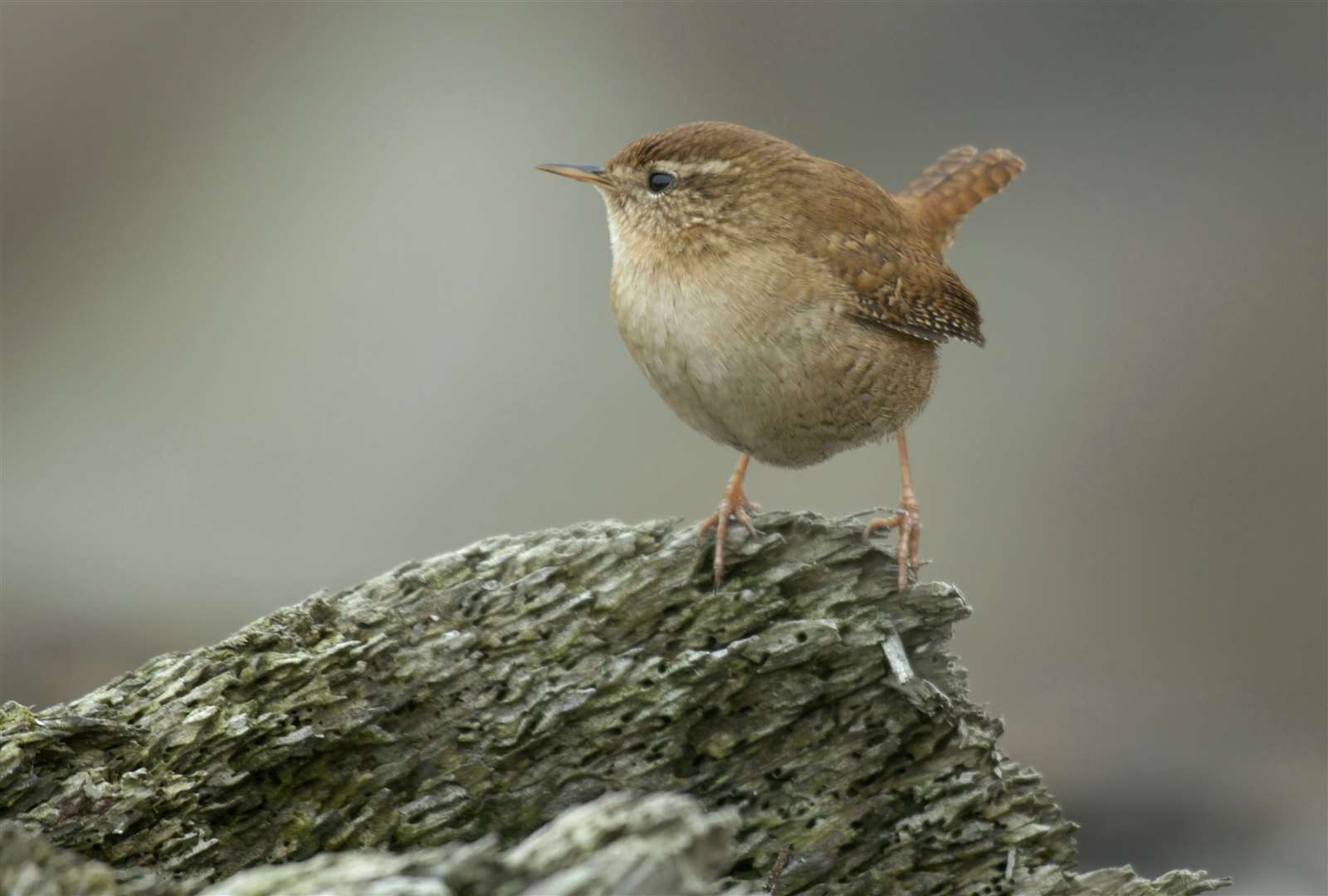 A wren Picture: RSPB