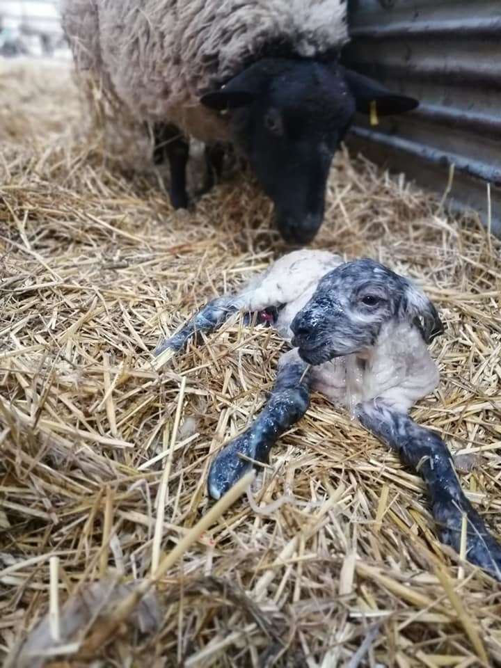 Meet the baby animals and find out all about lambing season. Picture: Broadlees Farm