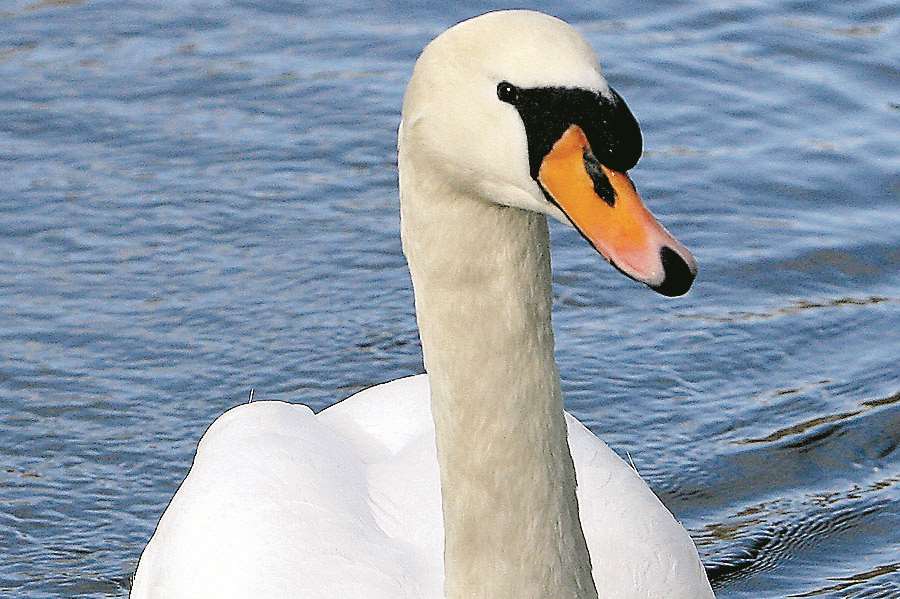 The swans 'were killed for fun'. Stock image