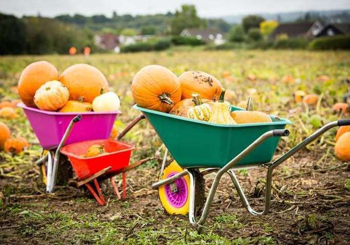 Pumpkin Moon in Rainham is scheduled to open this weekend. Picture: Matthew Walker