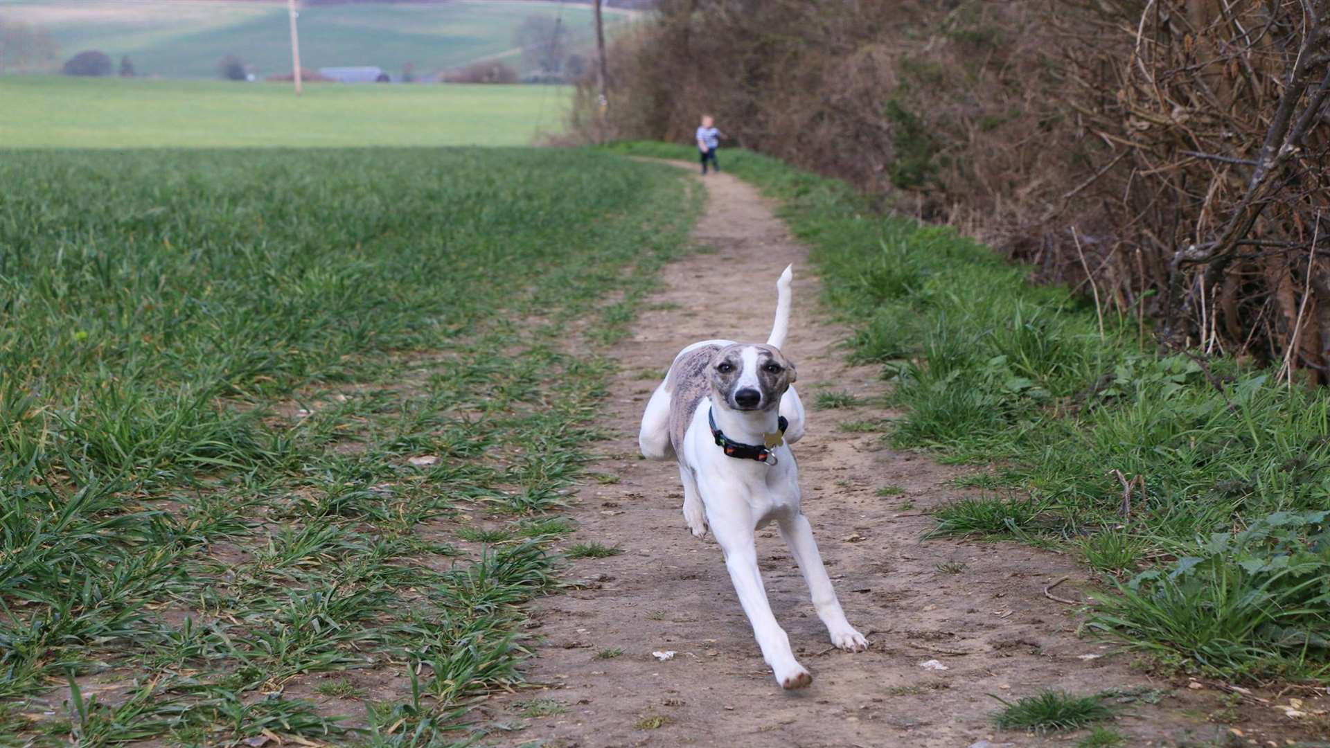 Dobby and Harry enjoy a walk together. Picture: Karen Copeland