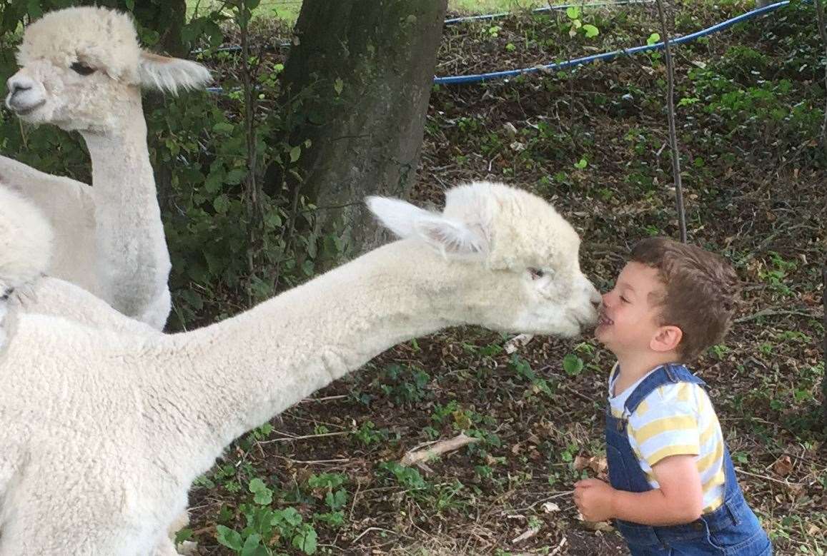 Lower Bush Alpacas are based in Cuxton