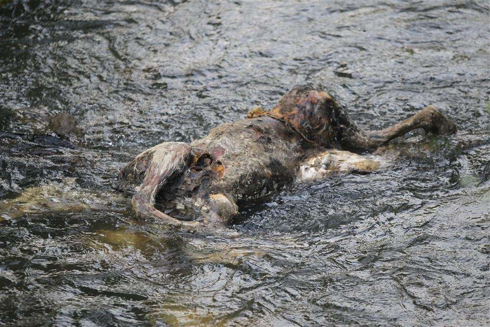 A dead pony floats in a Marden stream