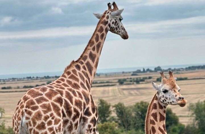 The couple went on safari around the park near Hythe. Picture: Kelly Brook/iamkb/Instagram