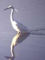 THE LITTLE EGRET. Picture courtesy RSPB