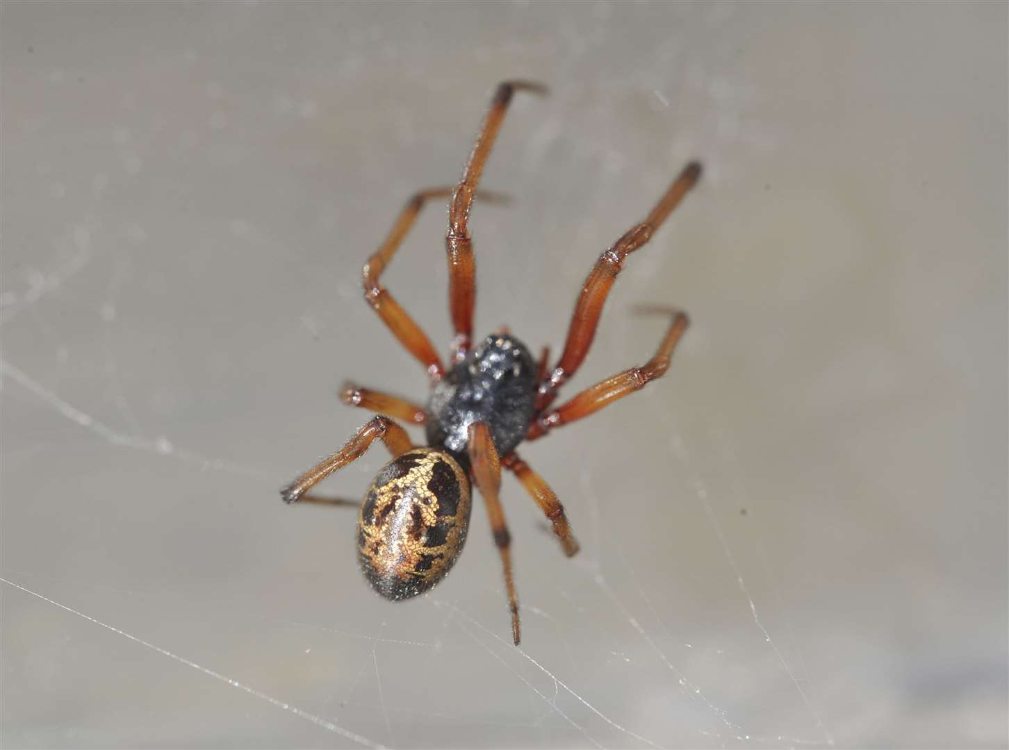 False widow spider