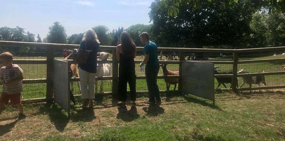 Visitors can still feed the animals from separate feeding booths. Picture: Buttercups Sanctuary for Goats