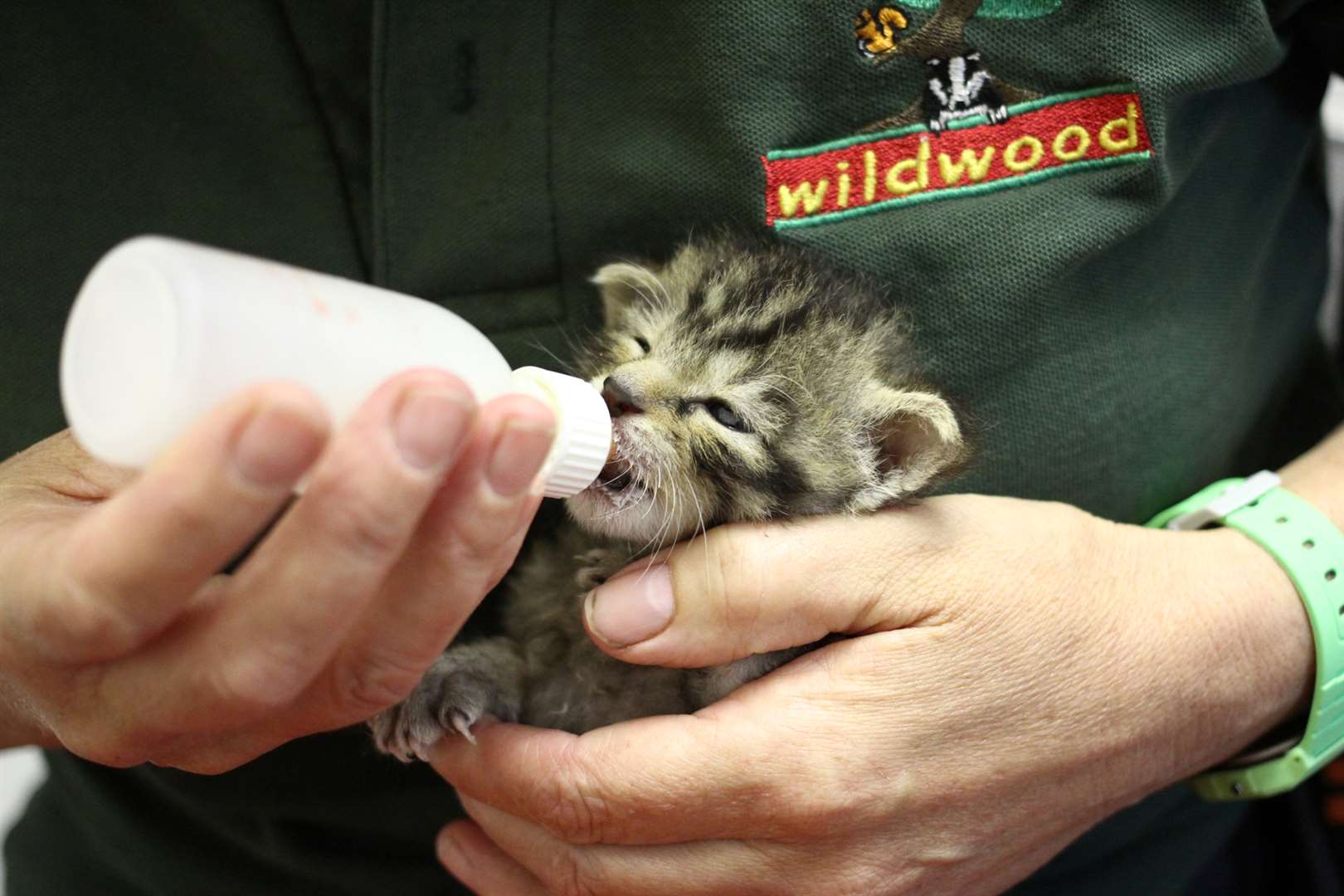 The new wildcat kitten being hand-reared at Wildwood, near Herne.