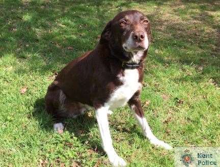 Bailey, the retiring sniffer dog. Picture courtesy of Kent Police (9541814)