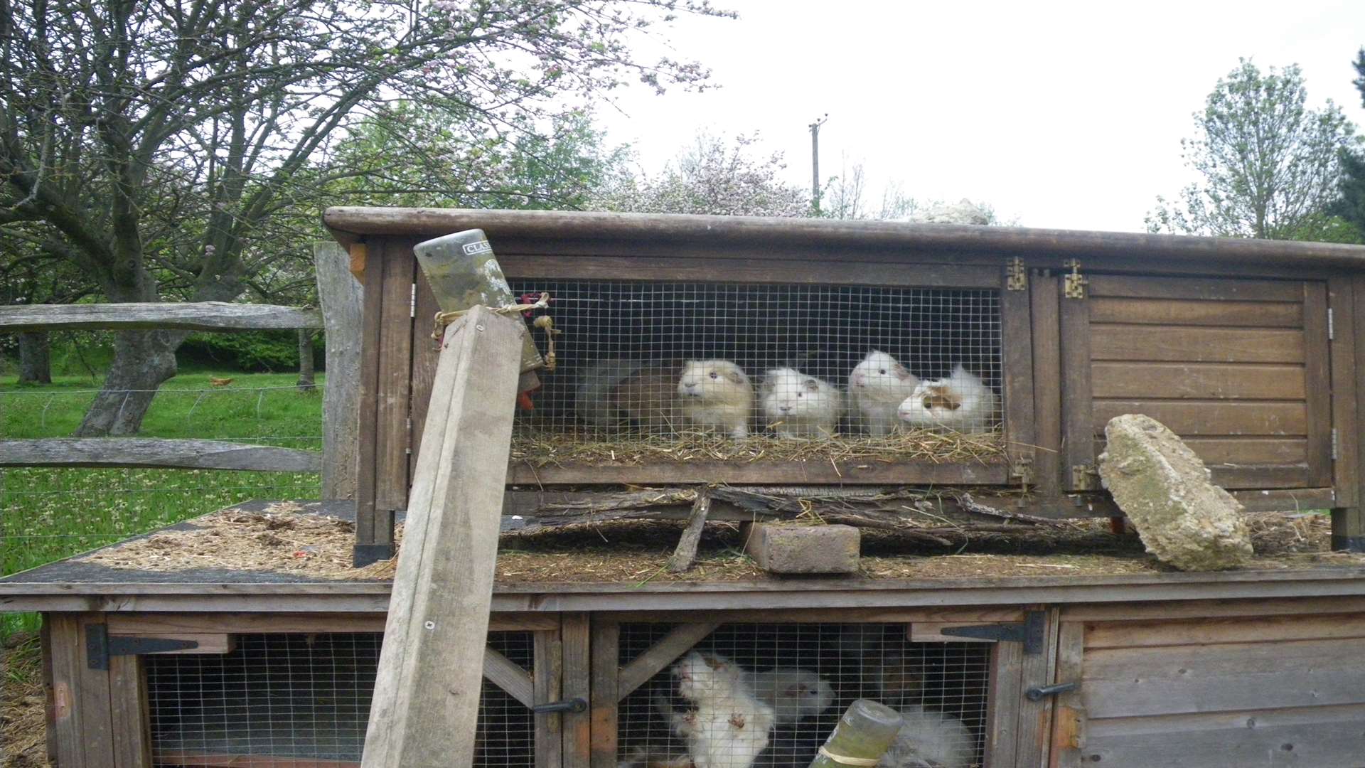 Guinea pigs owned by Gina Mercer crammed into a cage