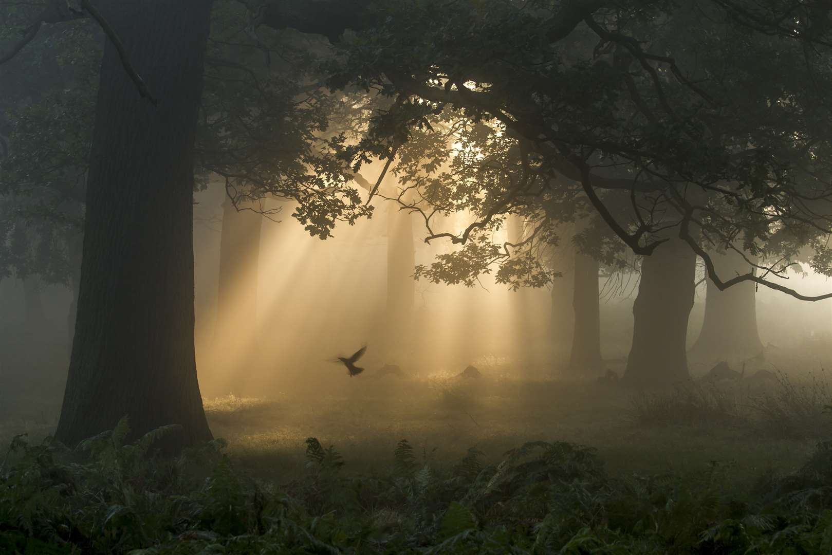 A Flutter in the Woods by Chaitanya Deshpande