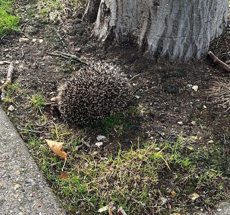 One of the dead Hedgehogs that was found dead in Tankerton. Picture: Jo Taylor