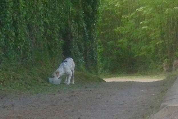 Polka, a fox hound, is living as a stray in West Farleigh, Maidstone since March 11.