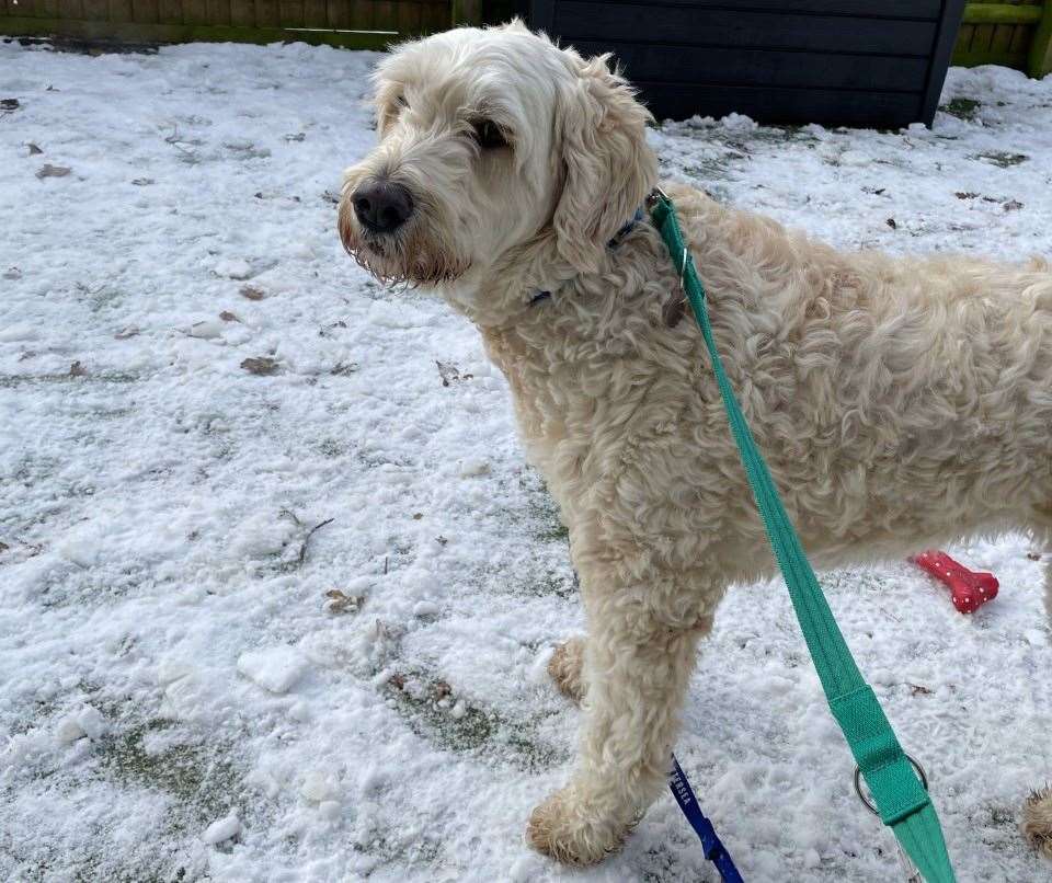 Rosie is now loving life with her new owners. Picture: Battersea