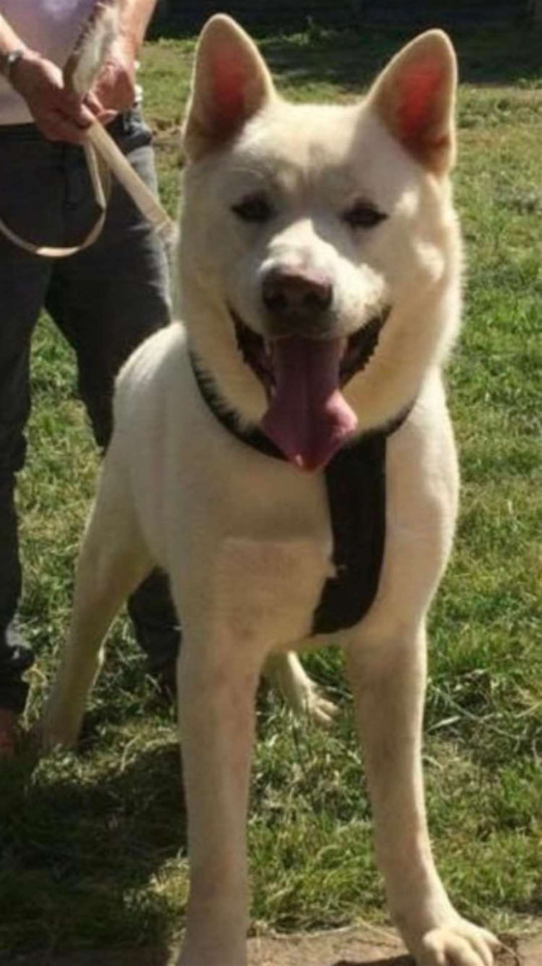 Bam, a Japanese Akita, was believed to have swam from Sheppey to Seasalter after fleeing his home because of fireworks on November 5