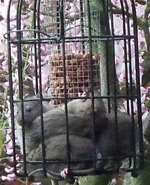 Rats in a birdfeeder in Wye, near Ashford