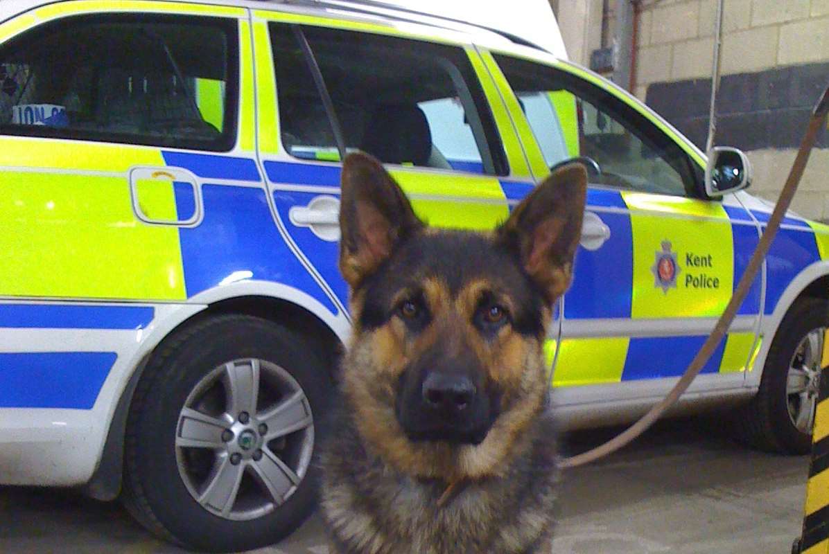 A police dog. Stock picture.