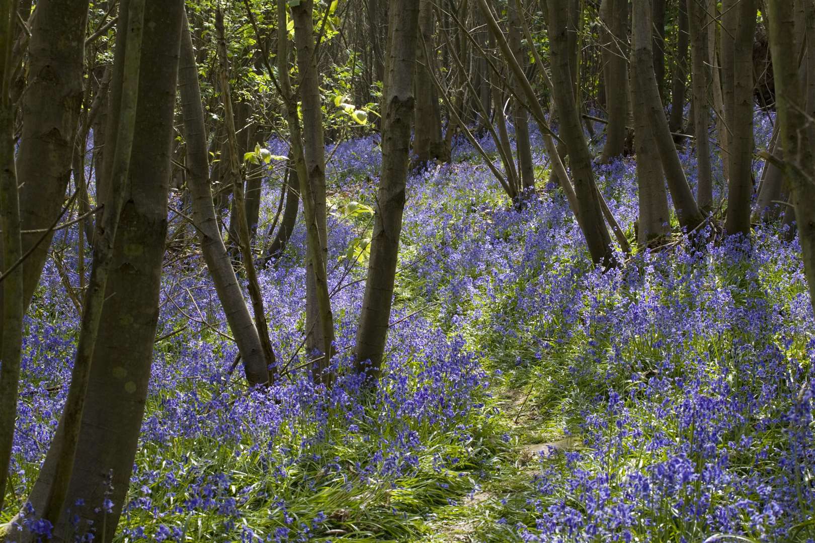 Sissinghurst gardens in bloom. Picture: ©NTPL/Jonathan Buckley