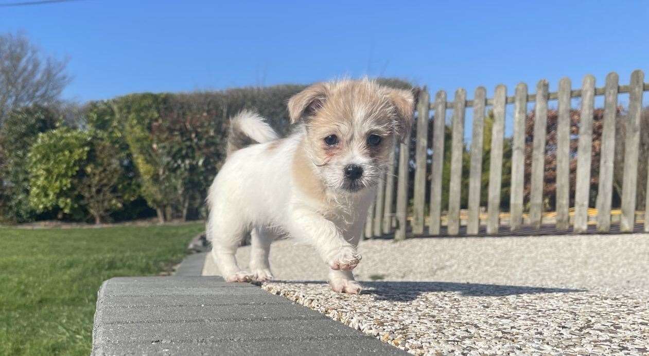 Luna was one of the pups found Pictures: Battersea Brands Hatch