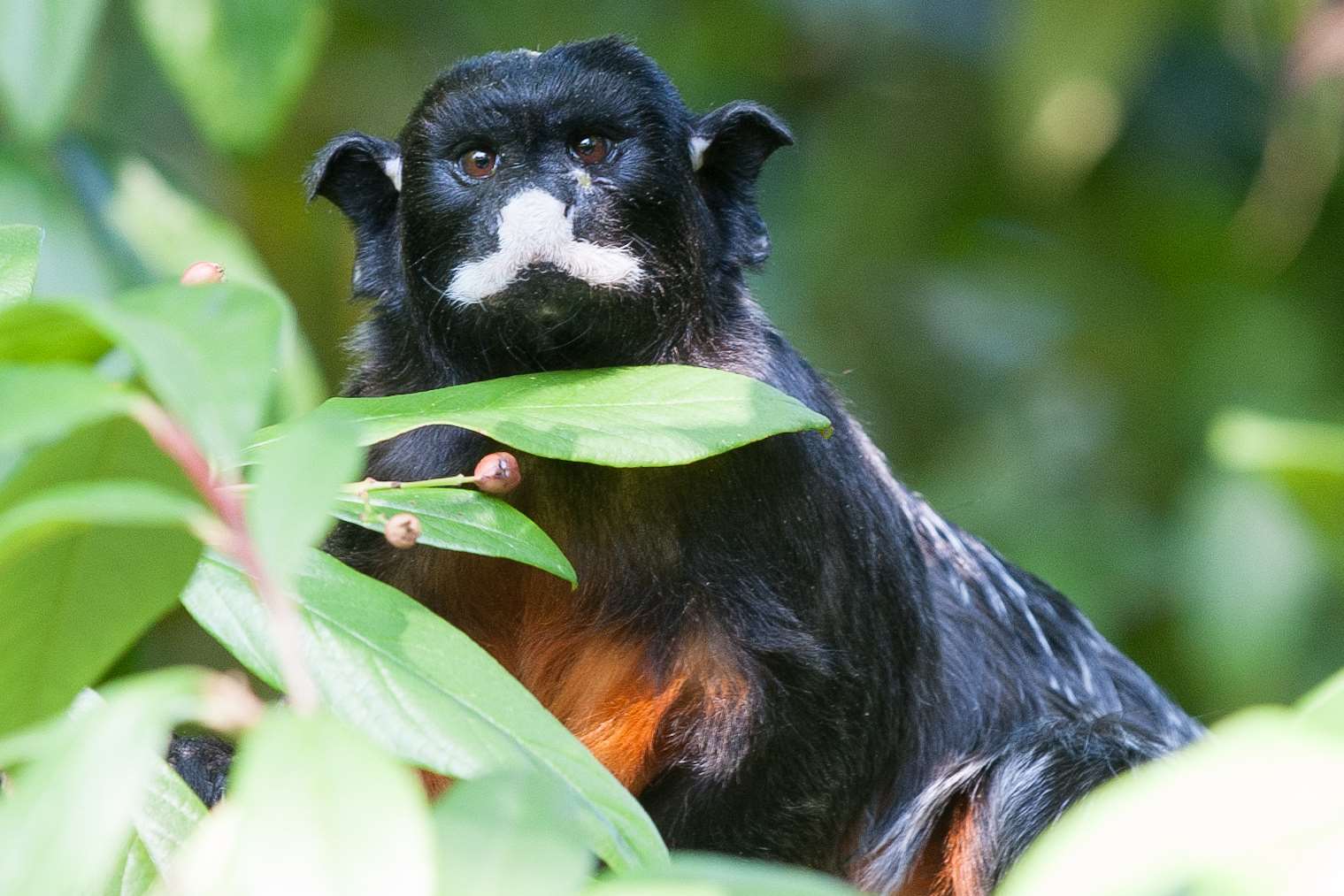 A Tamarind at Howletts