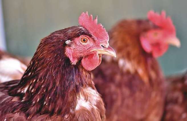 Eggs, personalities and little trouble - chickens are a fine pet. Picture: iStock