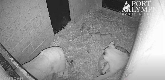 Three cubs have now been born at the animal park