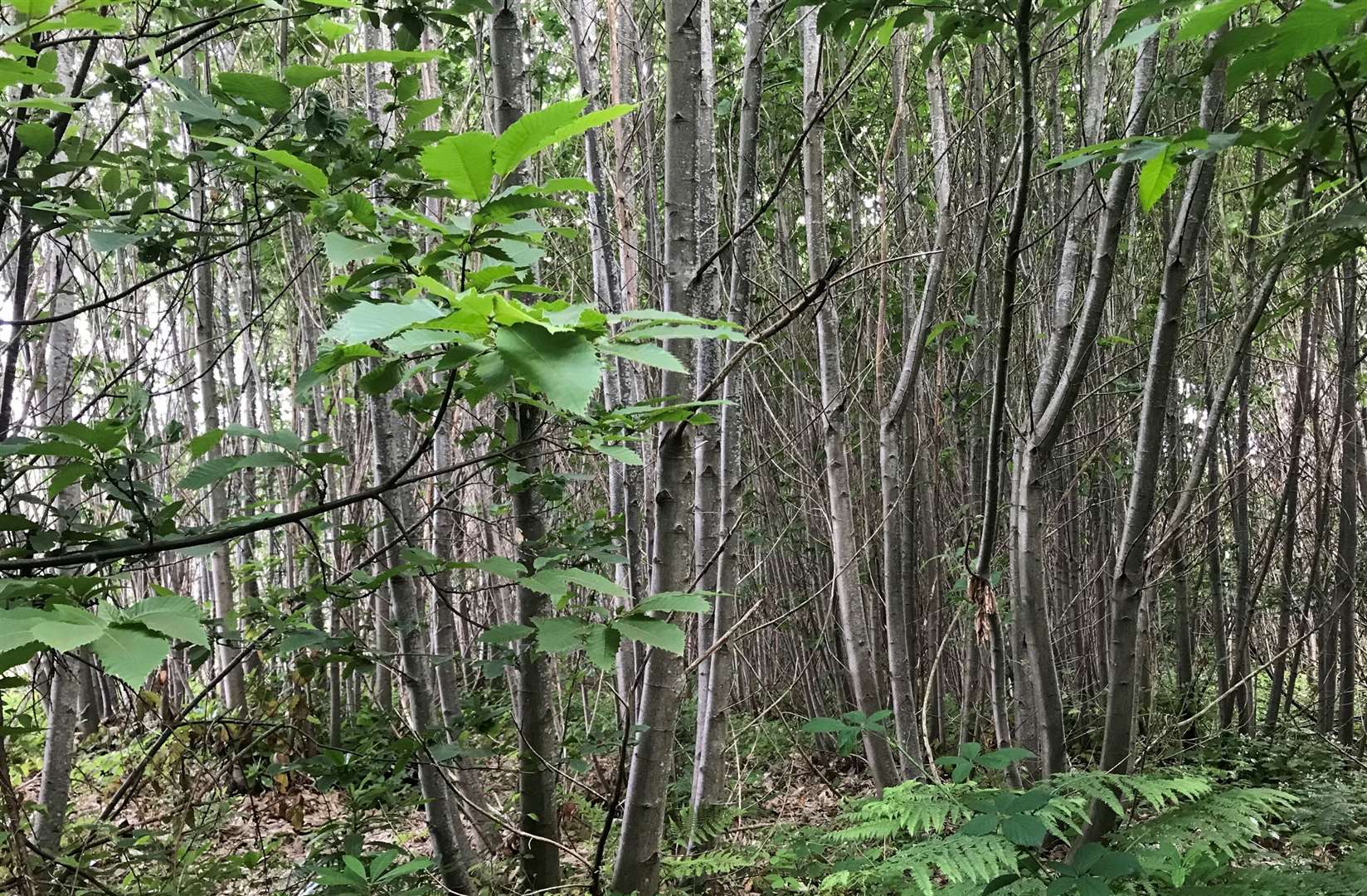 Oaken Wood off Hermitage Lane, Aylesford is at risk