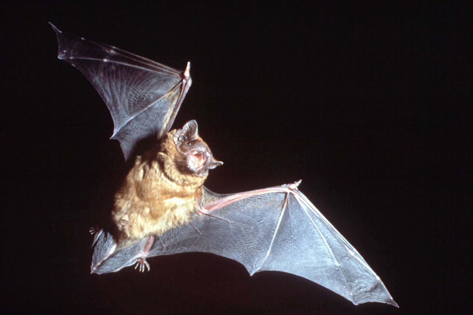 Different species of bats live in the trees. Picture: Peter Smith