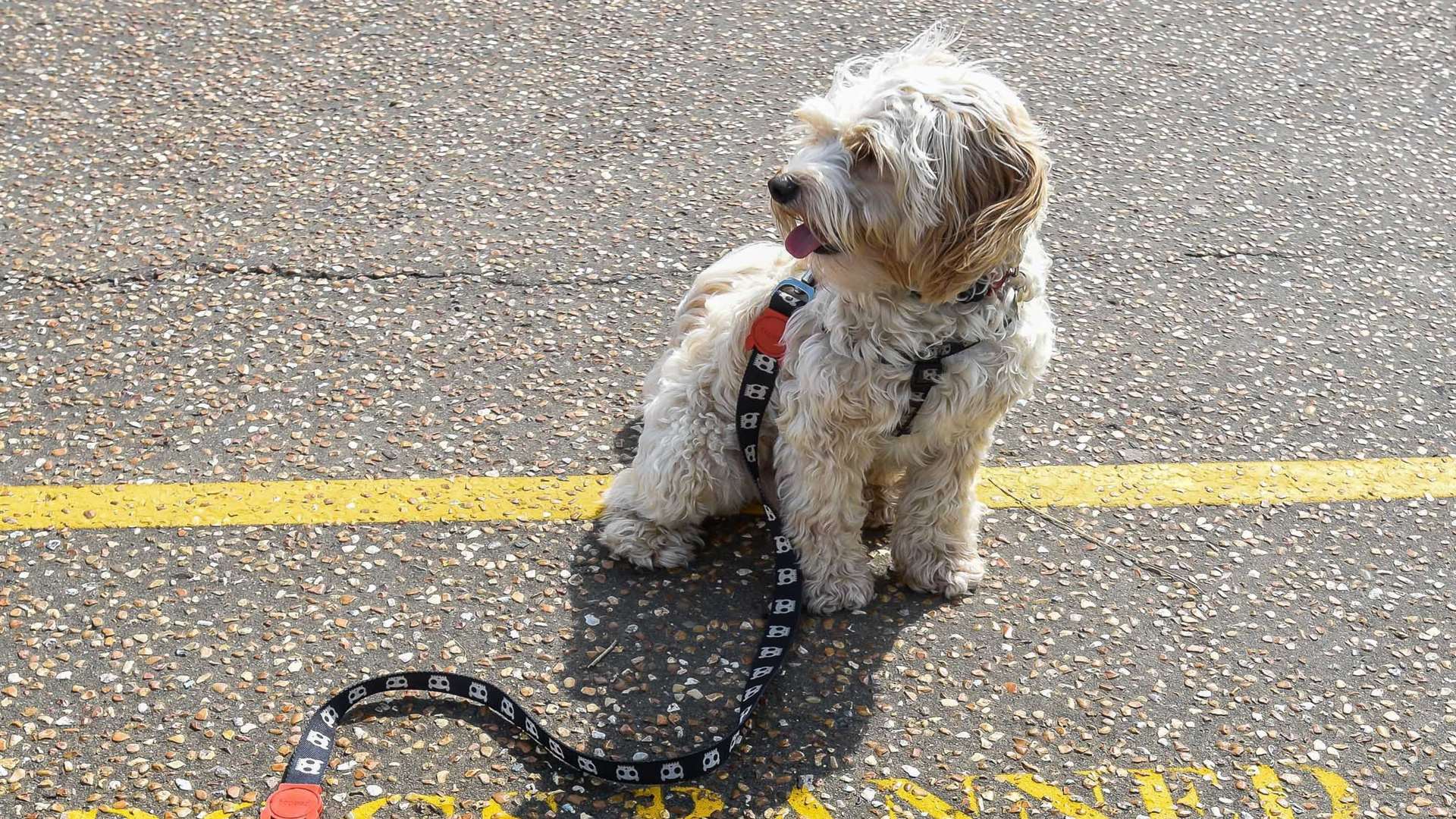 Days could be numbered for dogs on Whitstable beach