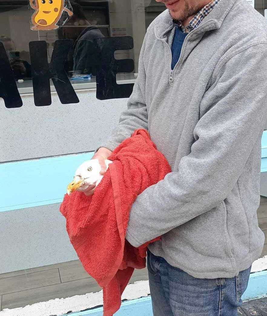 Ryan rescuing the seagull outside Baked - Dover in Tower Hamlets Road. Picture: Ryan Meadows