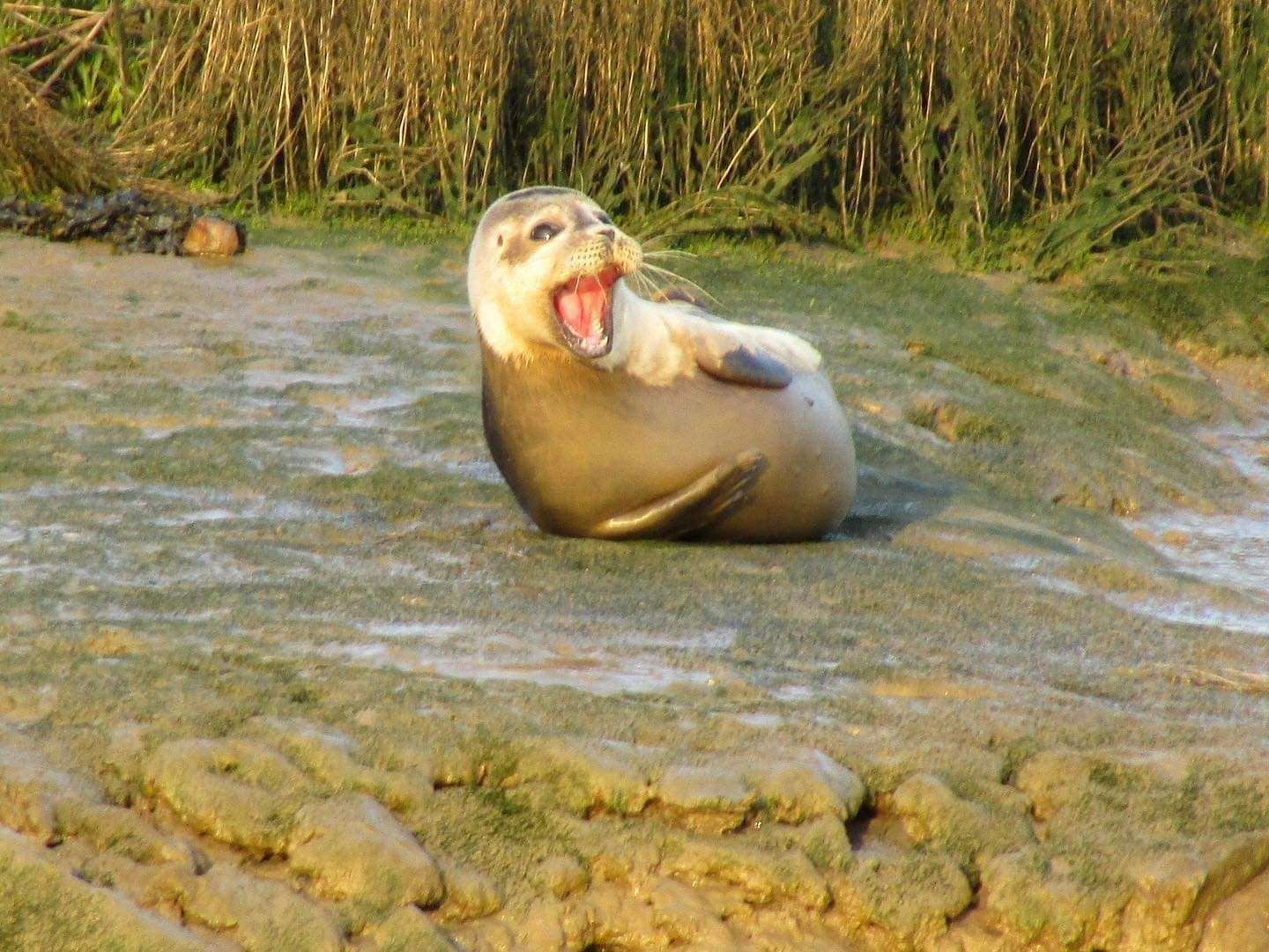 A seal sunbathing on Faversham Creek outside The Shipwright's Arms Picture: Mike Rogers