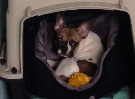 A dog in a carrier as part of the trust's investigation