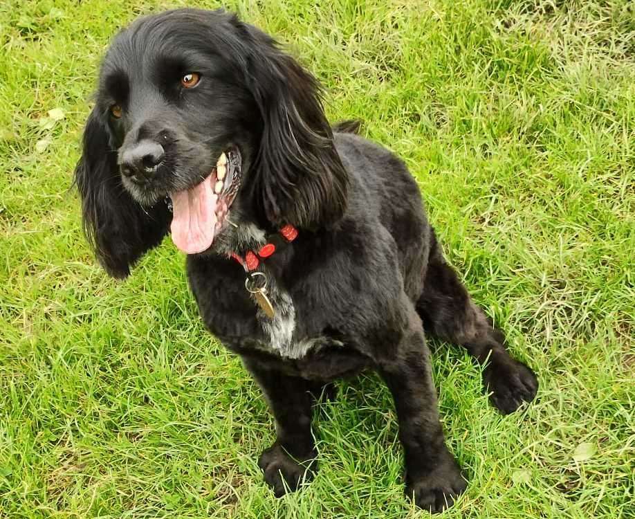 Rumples the dog was being groomed when his owner was fined