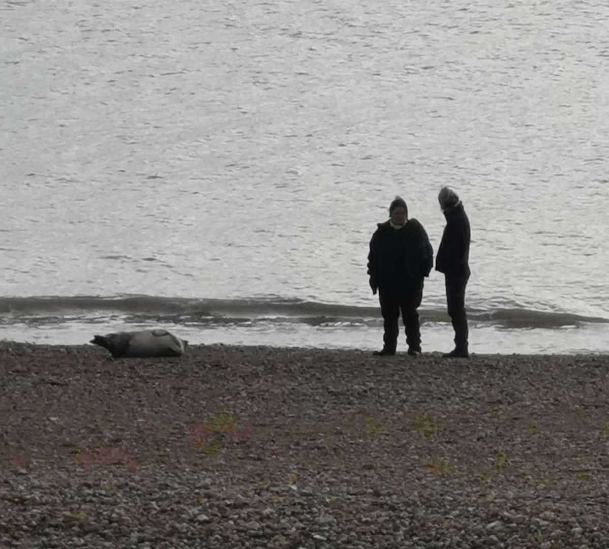 Officers from British Divers Marine Life Rescue and the RSPCA are assisting in the rescue