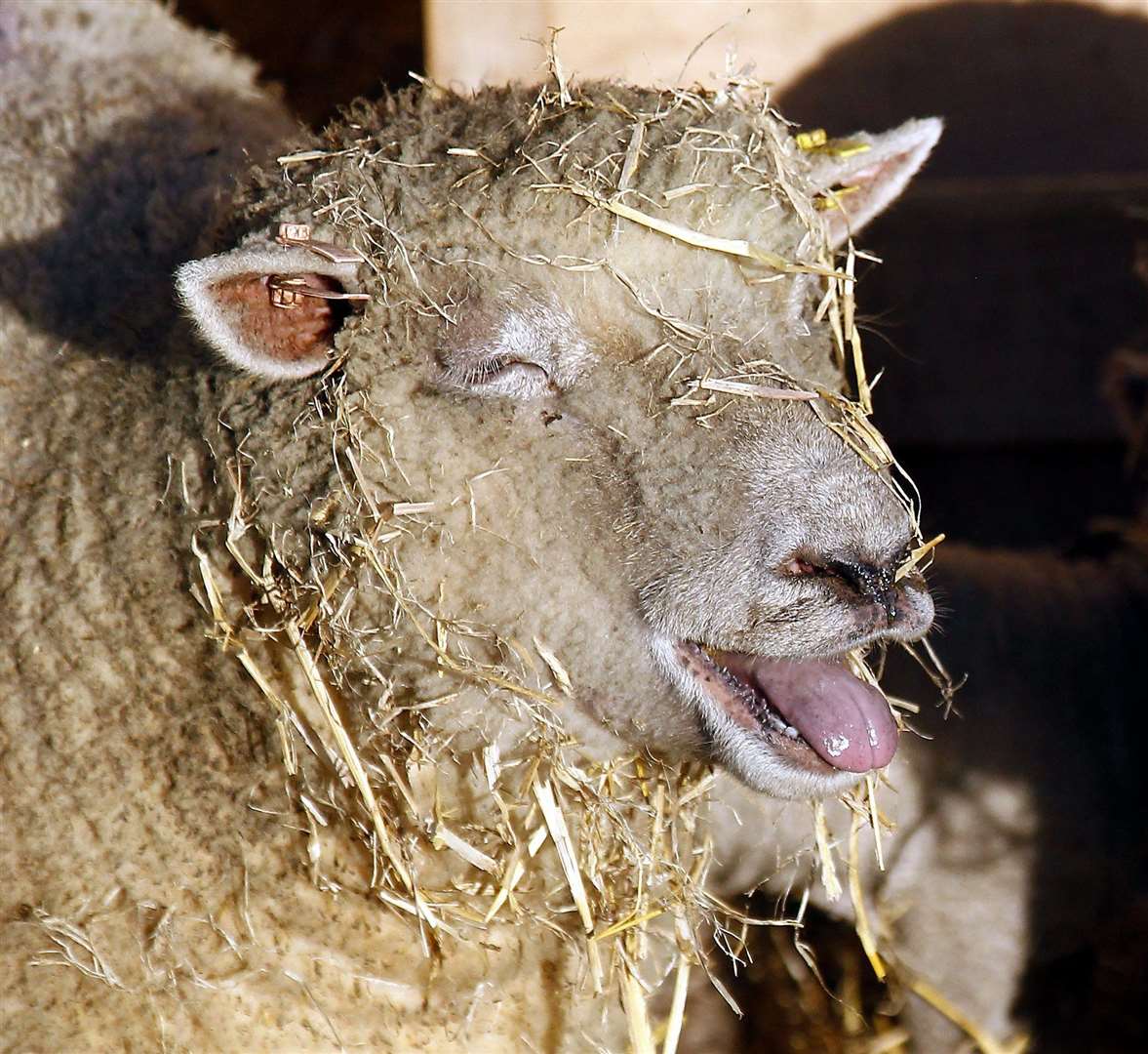 Visitors can see the livestock at Kent Life Picture: Sean Aidan