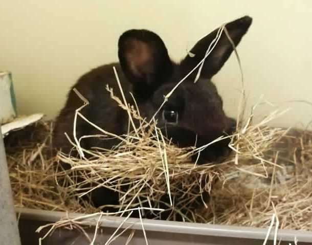 Colin is in love with rabbit Fern. Photo: RSPCA Leybourne