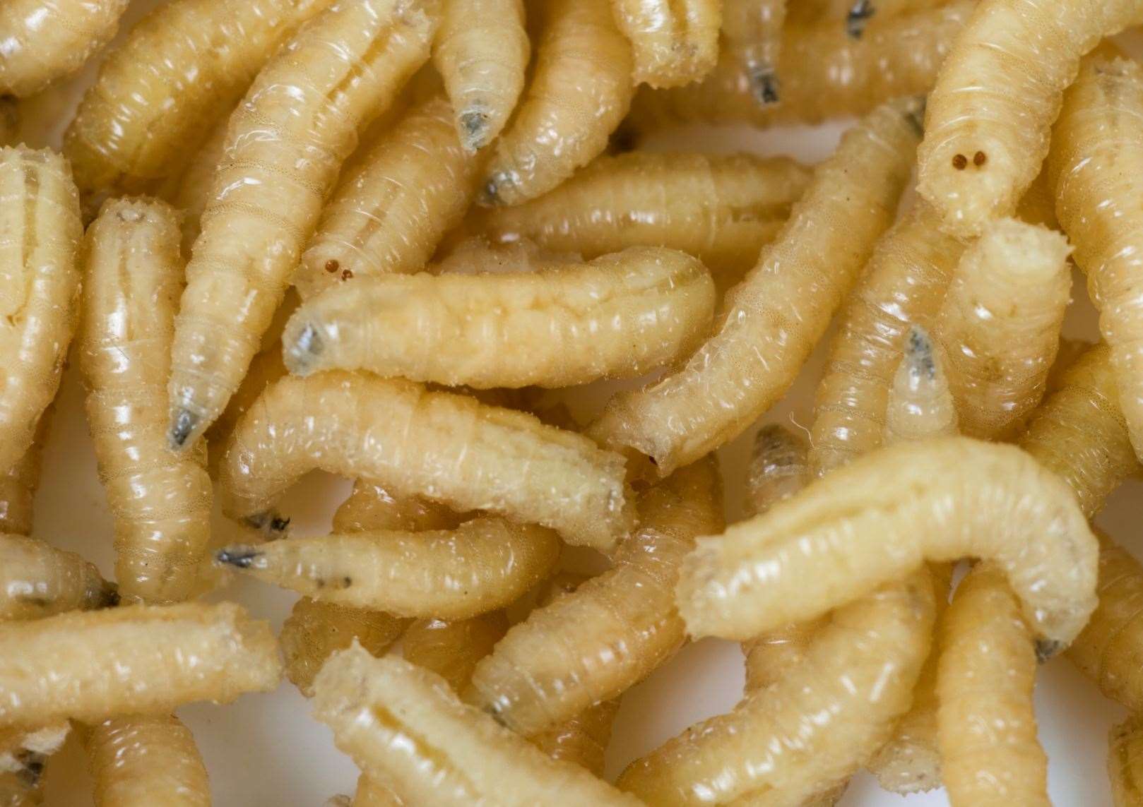 The maggots were left to be treated until the day after they were discovered in the wound. Picture: iStock