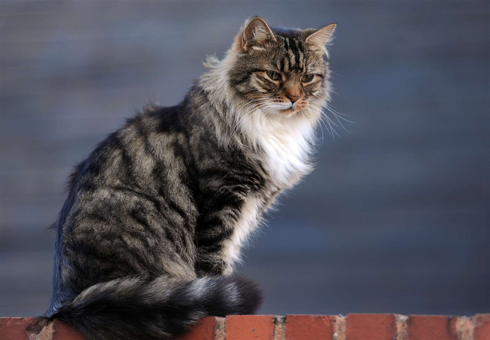 Not having access to toys has been associated with separation-related problems in cats (Nick Ansell/PA)