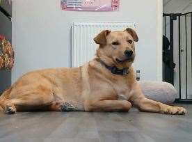 Herbie the dog accidentally turned on a toaster in the kitchen at the family's home in Margate, sparking a fire. Picture: Kent Fire and Rescue Service