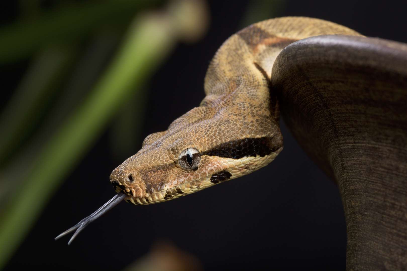 RSPCA inspectors were prepared to confront a snake. Stock pic.