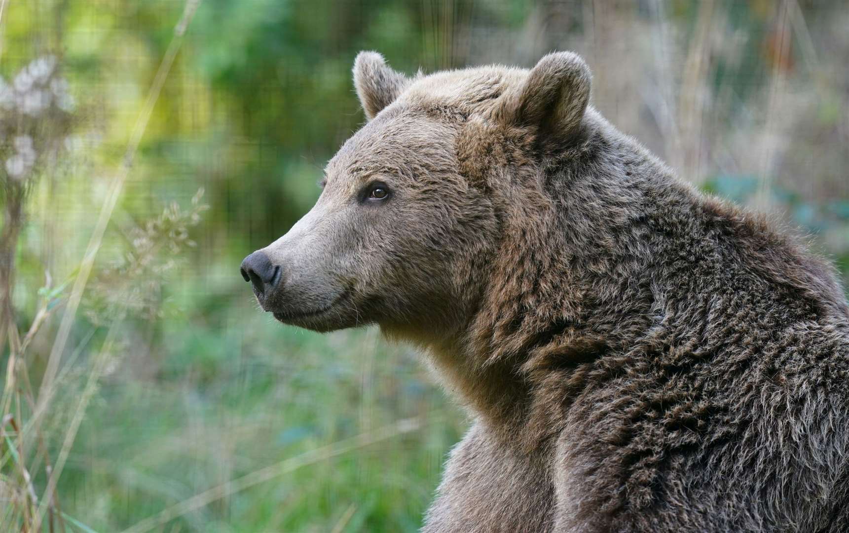 Brown bear Boki, of the Wildwood Trust, near Canterbury, will be operated on later this week. Picture: Gareth Fuller/PA