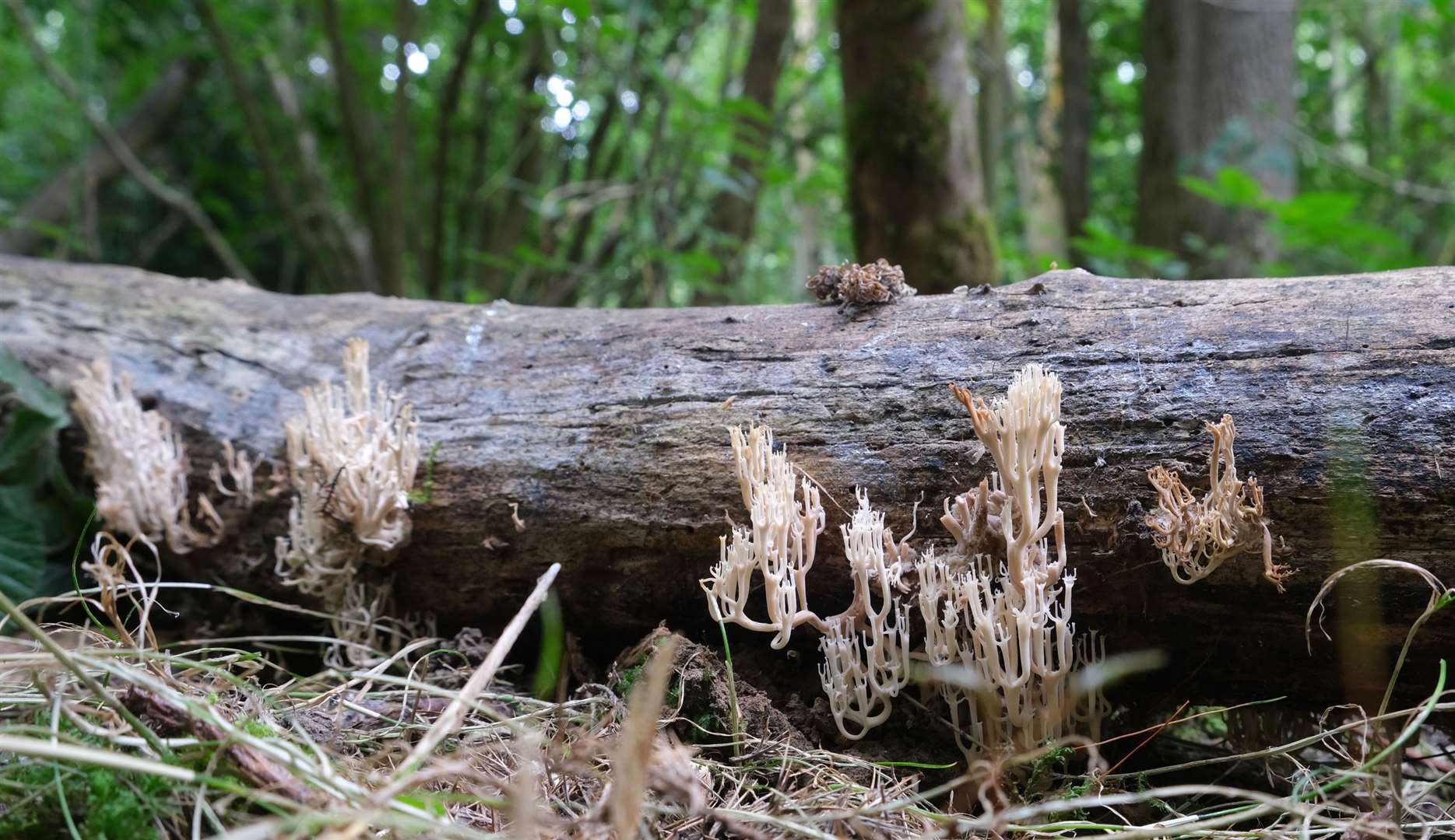 Eight corals of candelabra coral fungi were on this log found in ancient woodland near the proposed Winterbourne Fields between Canterbury and Faversham