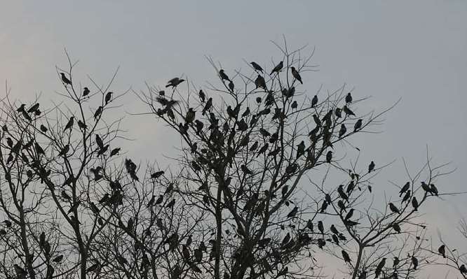 Birds may start to roost as light levels fall during the eclipse