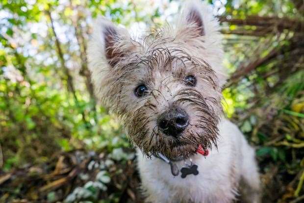 Leave your headphones at home when walking your dog, so that you can pick up on potential dangers around you. Picture: Corners74, Getty Images