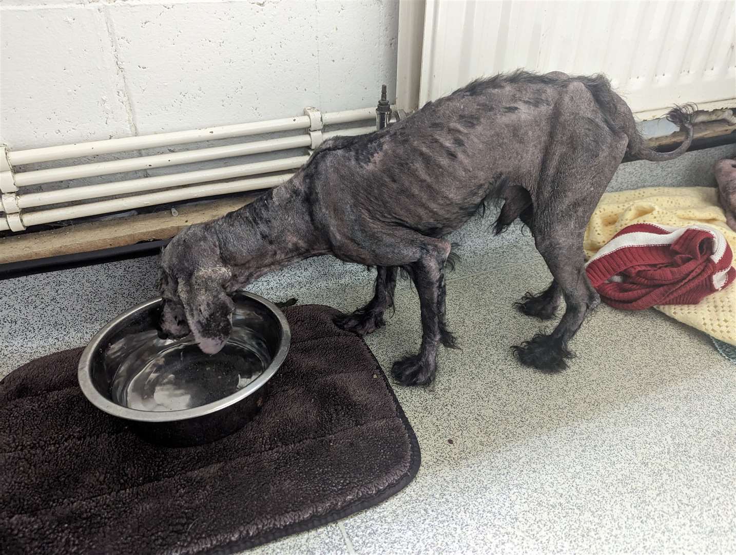 Both dogs were suffering from severe sarcoptic mange