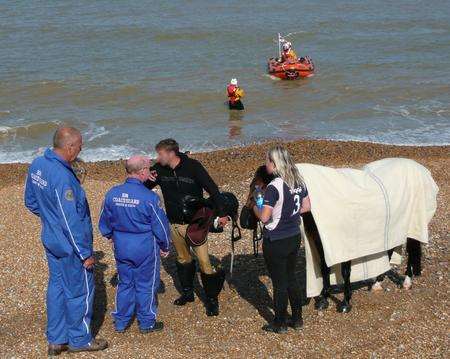 Sea horse rescued