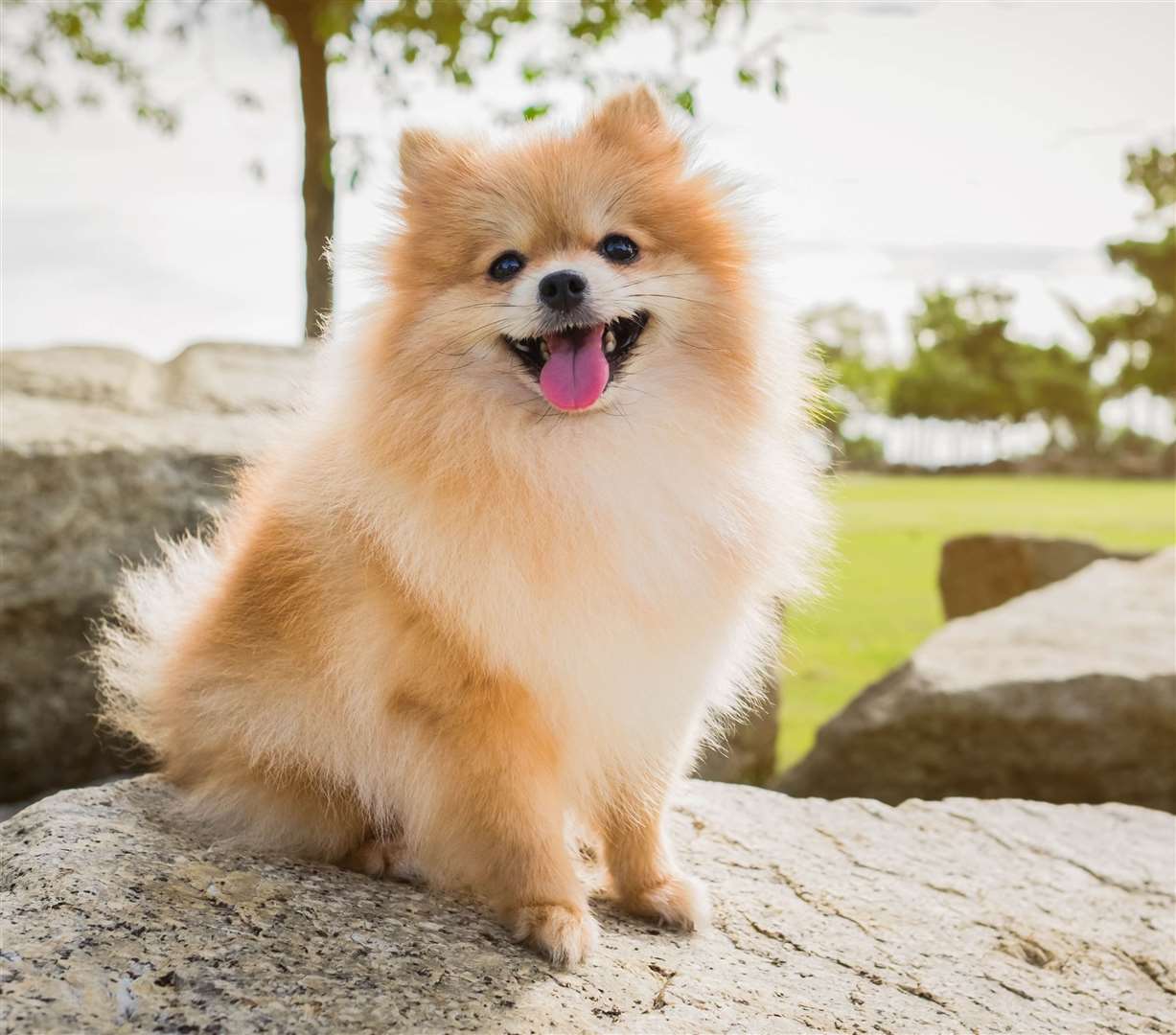 A Pomeranian