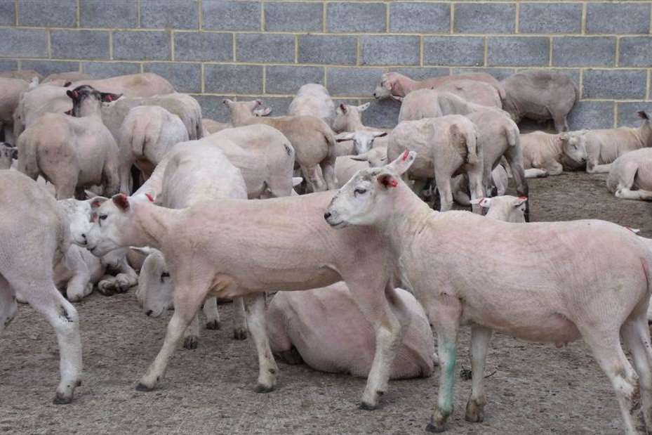 Dozens of sheep lost their lives during an export in September 2012. Picture: Mike Pett