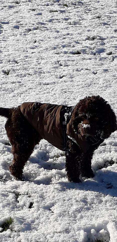 Sarah's fluffy dog loving the snow in Rochester.